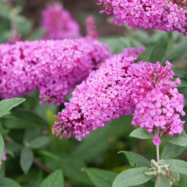 2 Gal. Pugster Pinker Buddleia Shrub with Pink Flowers