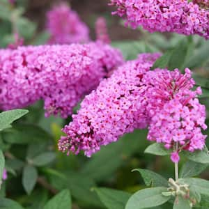 2 Gal. Pugster Pinker Buddleia Shrub with Pink Flowers