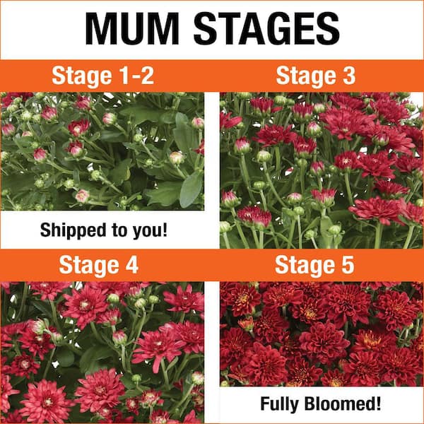 1 Gal. Red Mum Chrysanthemum Winchester Planter Perennial Plant (1-Pack)