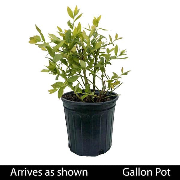 DIRECT GARDENING 1 Gal. Pot, Echo Blueberry Bush Deciduous Fruit Bearing  Plant (1-Pack) 92649 - The Home Depot