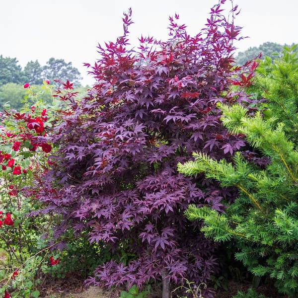 Maple treeブラック38 Acer palmatum 'Black Lace' Dark Red Japanese Maple – Maple Ridge
