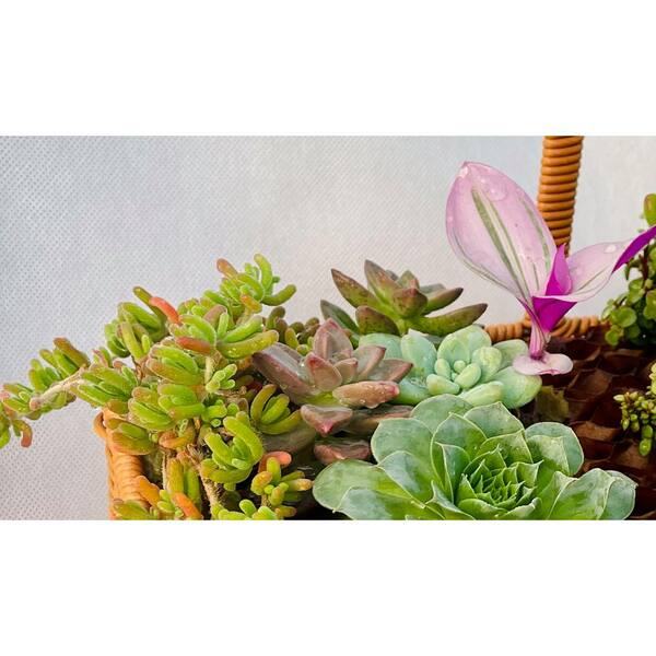 Large 11 in. x 7 in. Wicker Soil-Less Succulent Plant Flower