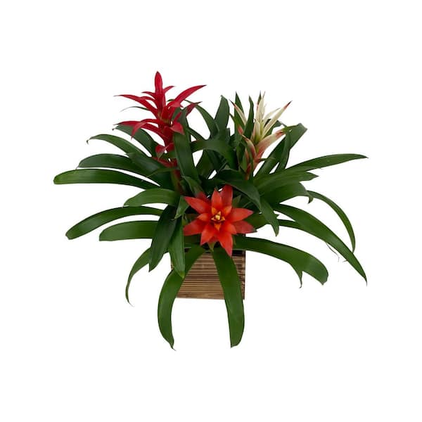 Pure Beauty Farms 1.5 Qt. Bromeliad Grower's Choice Colors in 6 in. Wooden Box (3-Plants)