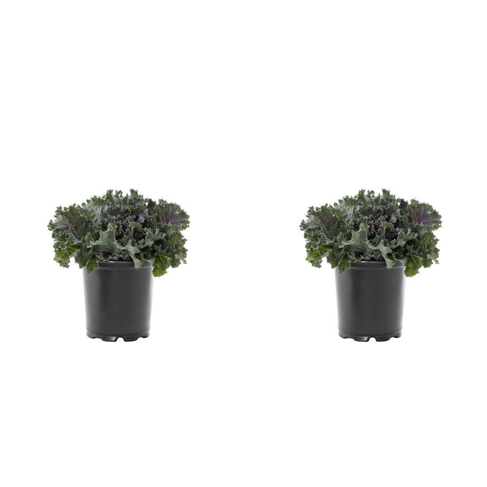 3 Qt. Ornamental Kale Red Annual Plant (2-Pack) price history on PriceWatchPro