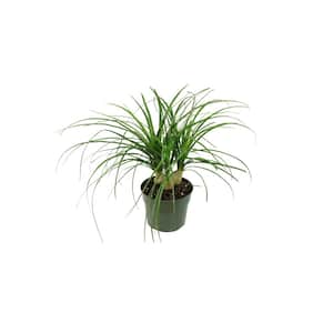 5.5 in. Cottage Hill Ponytail Palm Plant in Pot