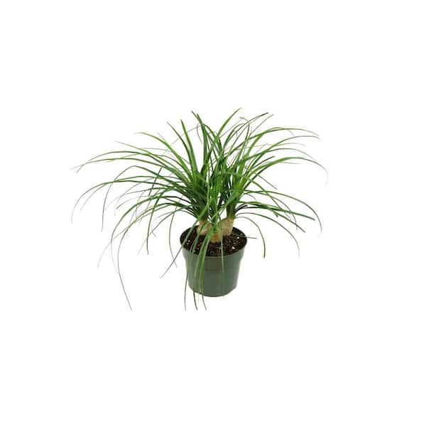 national PLANT NETWORK 5.5 in. Cottage Hill Ponytail Palm Plant in Pot