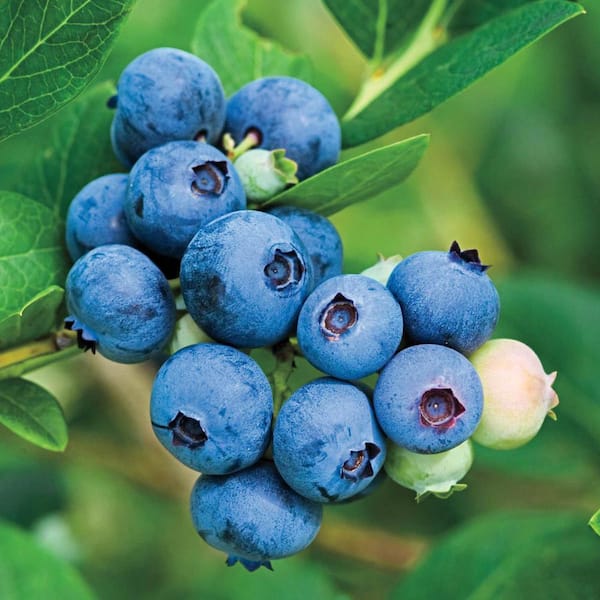 Gurney's Jubilee Blueberry Dormant Bare Root Fruiting Plant (1-Pack)