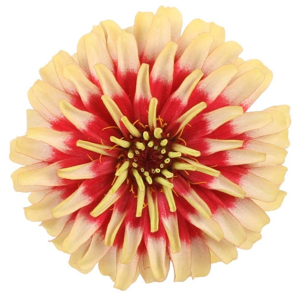 PROVEN WINNERS 4.25 in. Eco+Grande Sweet Tooth Candy Cane (Zinnia) Live Plant, Red and Ivory Flowers (4-Pack)