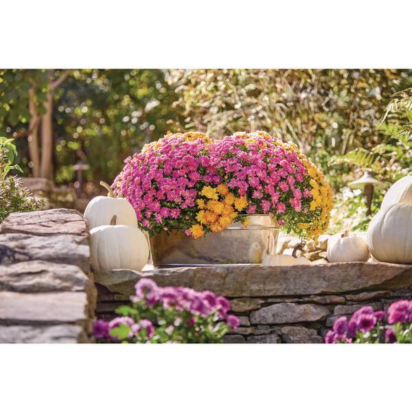 potted plant centerpieces Potted Plant Centerpiece