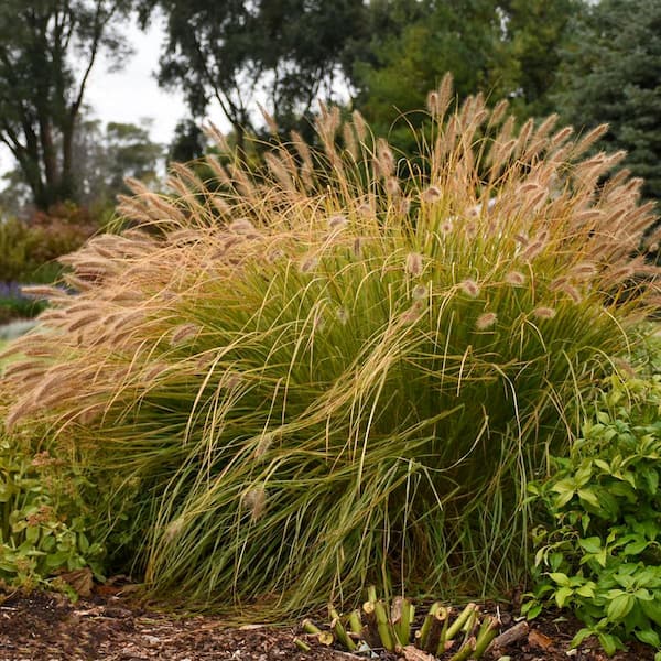 0.65 Gal. Prairie Winds 'Desert Plains' Fountain Grass (Pennisetum alopecuroides) Live Perennial Plant