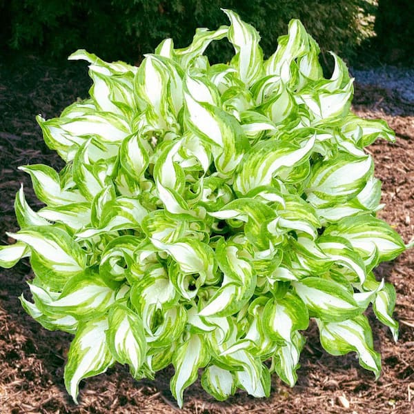 Direct Gardening Kiwi Spearmint Hosta - Thumbnail 5
