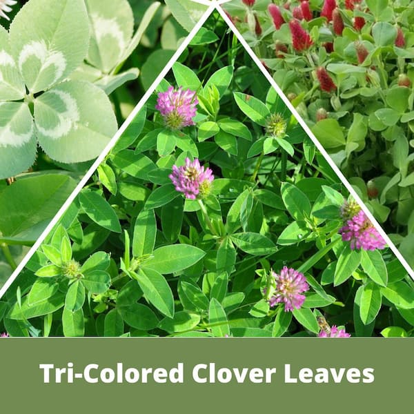 Flawn Seed Kits Tricolor Clover Flower Lawn Seed Kit, Easy