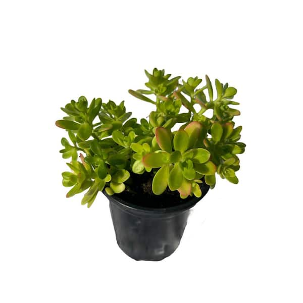 Cesicia Sedum Confusum Spreading Plant (10-Pack) NNPLANT18 - The Home Depot