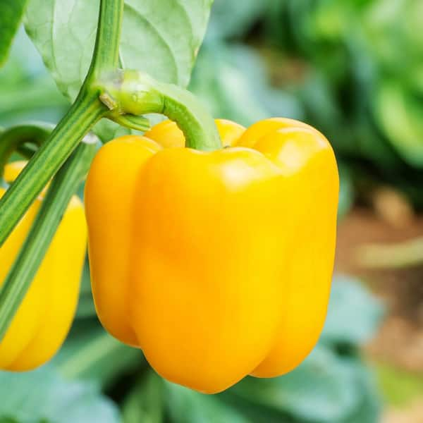 Big Bertha Bell Pepper – Bonnie Plants