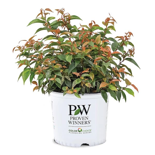 2 Gal. Paisley Pup Doghobble Shrub