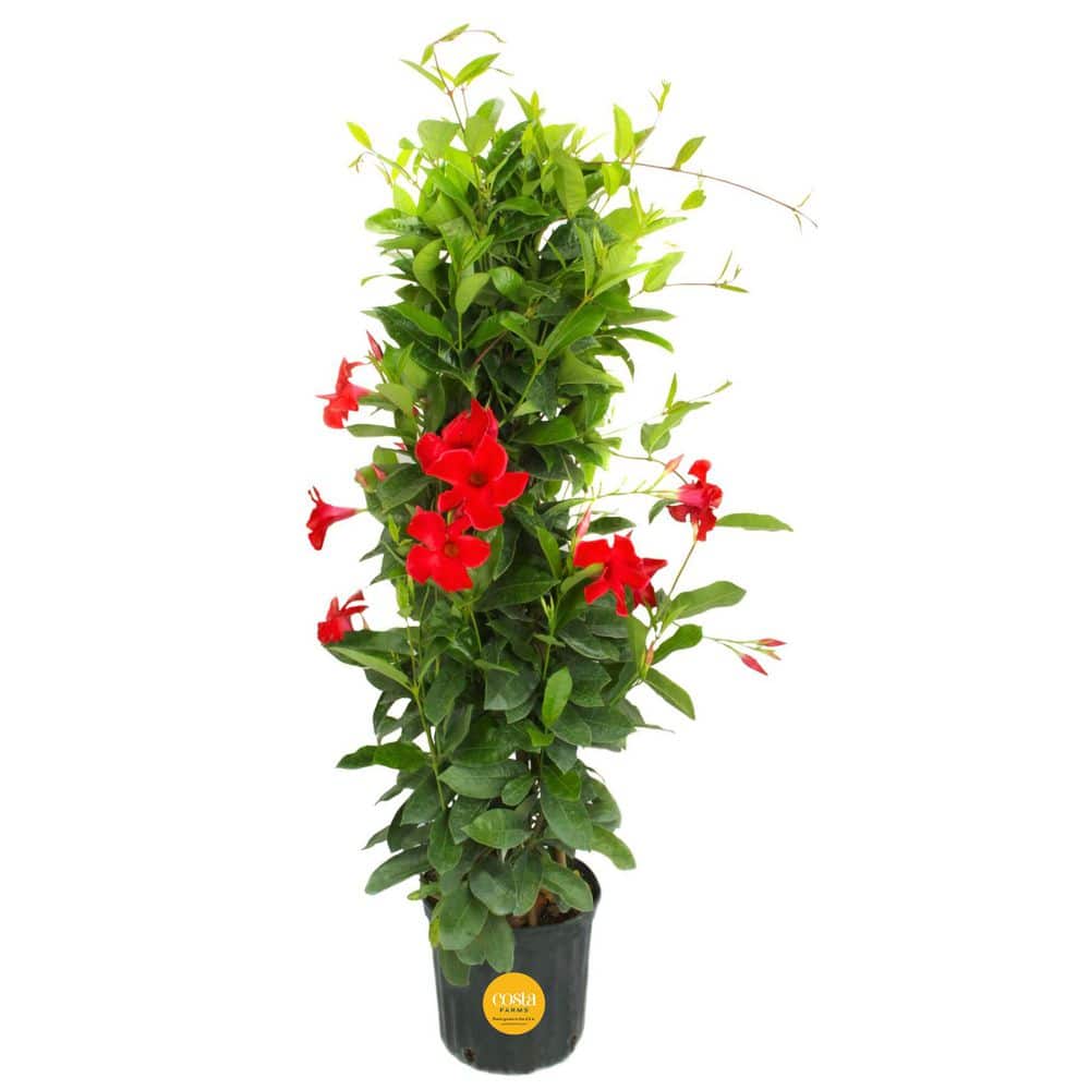 Costa Farms Grower's Choice Outdoor Mandevilla Teepee Bush in 12