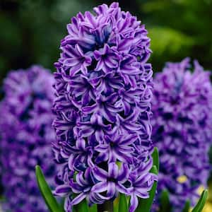 Hyacinths Atlantic Set of 10 Bulbs