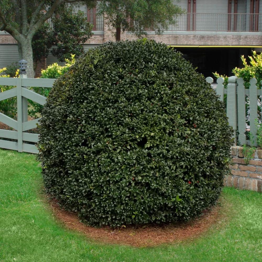 2.25 Gal. Holly Nellie R. Stevens Shrub price history on PriceWatchPro