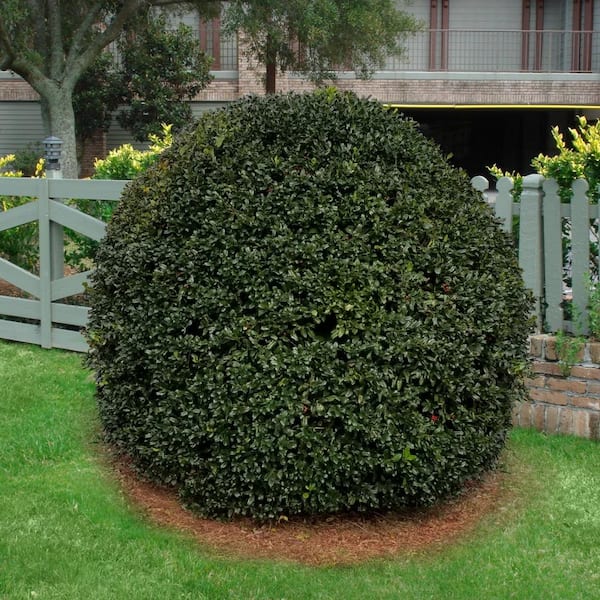 national PLANT NETWORK 2.5 qt. Holly Nellie R. Stevens Shrub