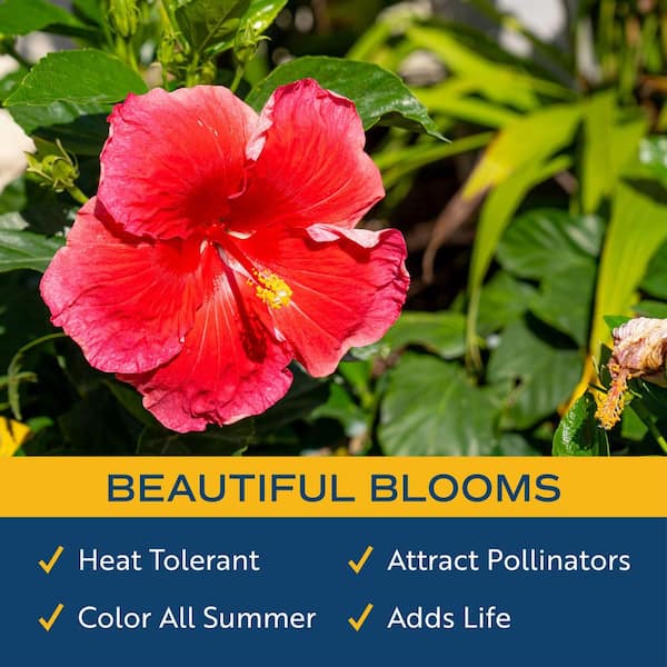 Hibiscus Butterflies Vinyl - 374