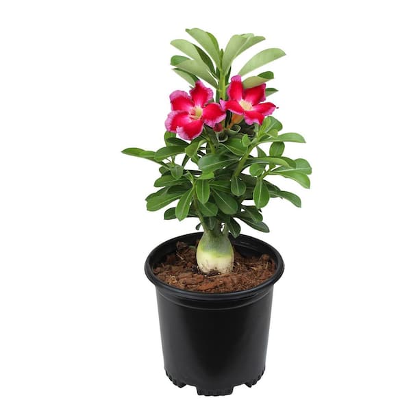 Pink Desert Rose (Adenium) in 1 Gal. Grower Pot with Pink Flowers, Grow as Easy Indoor Houseplant or Outdoor Plant