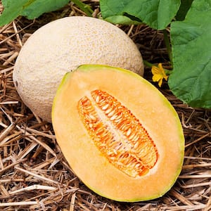 19 oz. Hales Best Jumbo Cantaloupe Plant