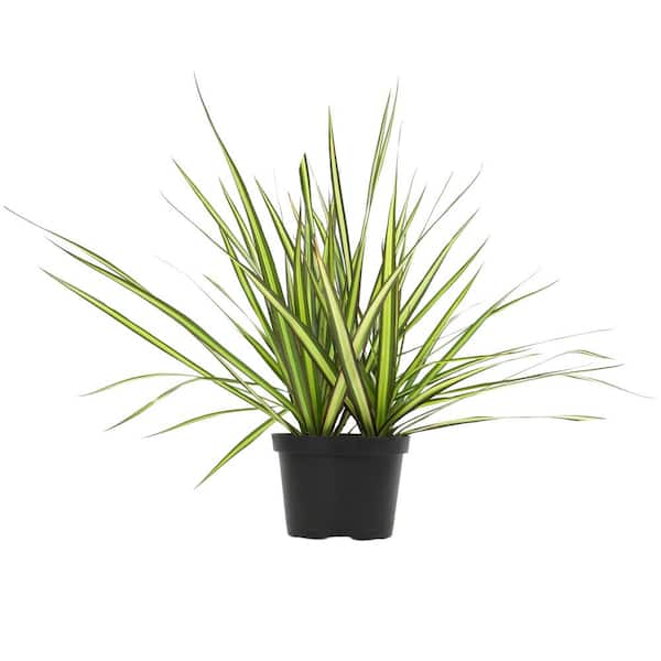 ALTMAN PLANTS Dracaena Marginata 'Sunray' Dragon Tree Live Indoor Houseplant 6 in. Grower Pot