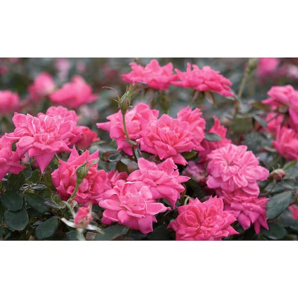 Pink♡Rose KNOCK OUT 1 Gal. Pink Double Knock Out Rose Bush with Pink