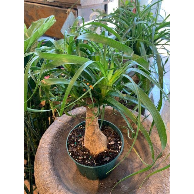 Ponytail Palm 6" Indoor/Outdoor Succulent with Sandy Soil