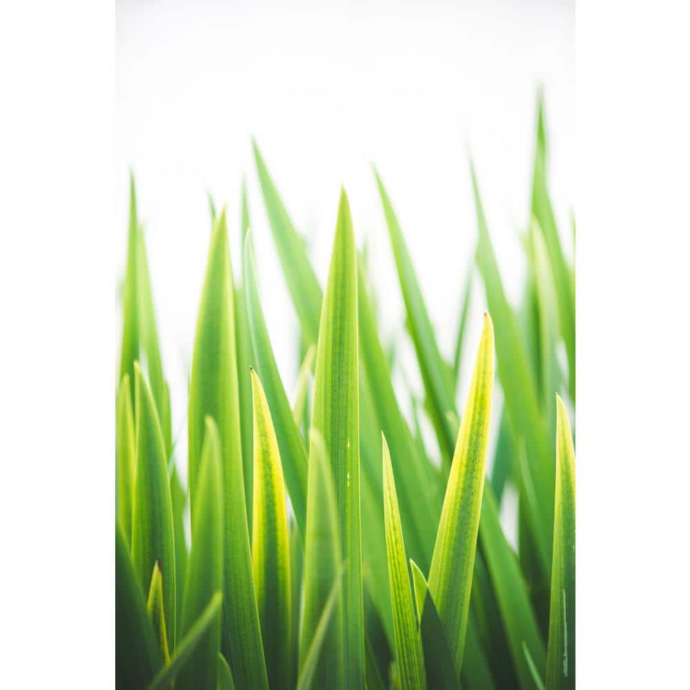 Clicart Blades of Green No. 2 by Sonja Quintero Nature Poster and Print