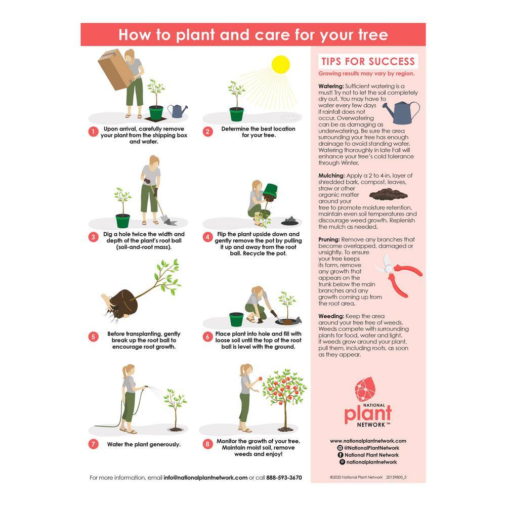 Dwarf Fignomenal Fig Tree in Quart Container