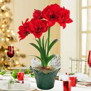 Cherry Nymph Red Flowering Amaryllis (Hippaestrum) Bulb Holiday Gift Kit, Planted in a Foil Wrapped 6 in. Pot