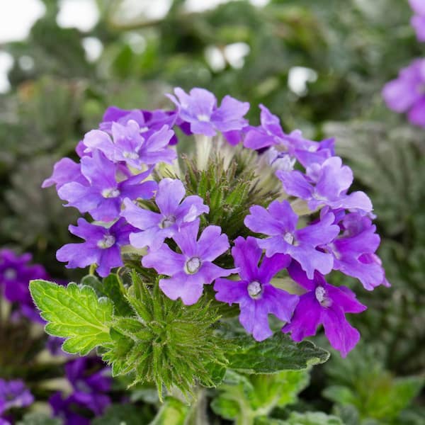 2 Qt. Verbena Homestead Purple Perennial Plant (3-Pack)