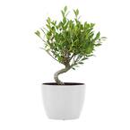 Golden Gate Ficus Retusa Live Bonsai in 6 inch Premium Sustainable Ecopots Pure White Pot with Removeable Drainage Plug