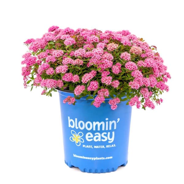 BLOOMIN' EASY 2 Gal. Poprocks Petite Spirea (Spiraea) Live Shrub, Candy Pink Flowers