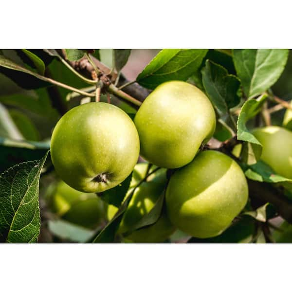 Get Organic Fuji Apple 3pc/pk Delivered