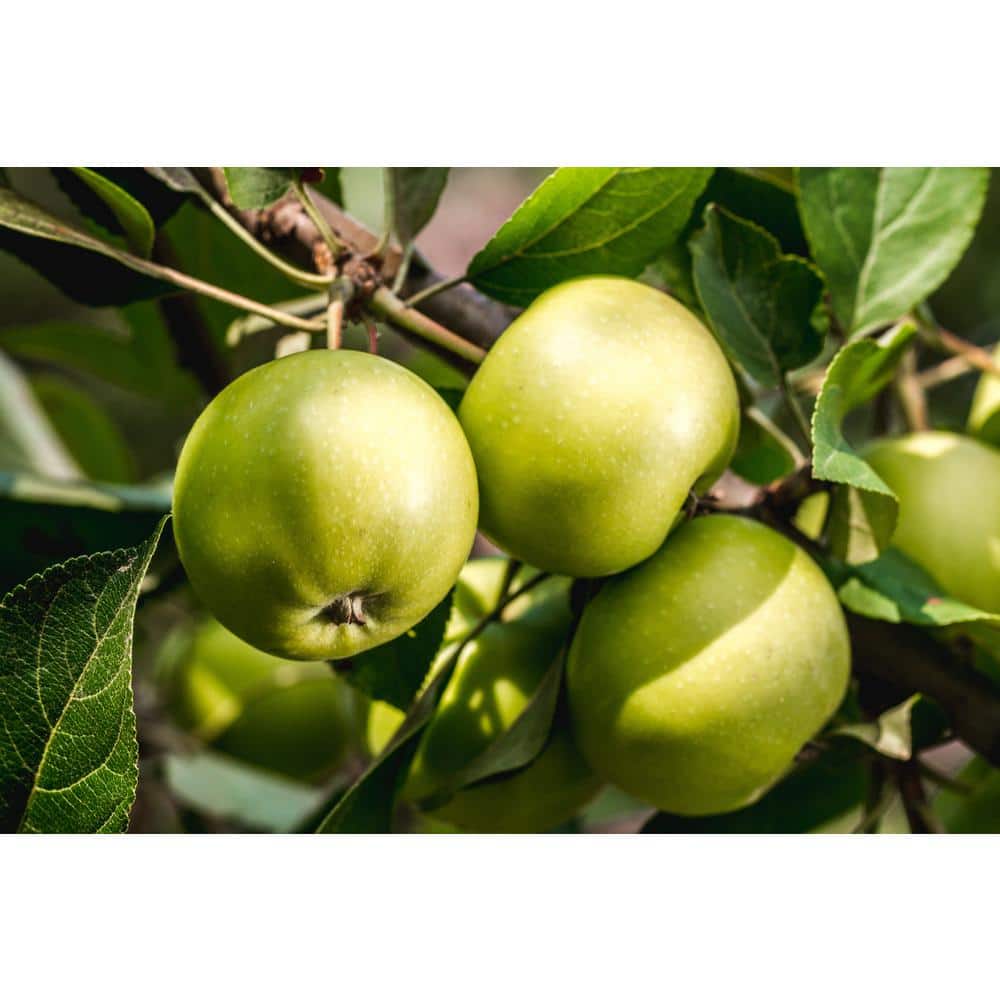 Apple - Tree of dreams Blushing Delight™ Columnar Apple Trees for Sale