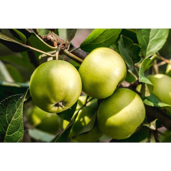 BELL NURSERY 3 Gal. Blushing Delight Live Apple Tree with Red-Green Fruits