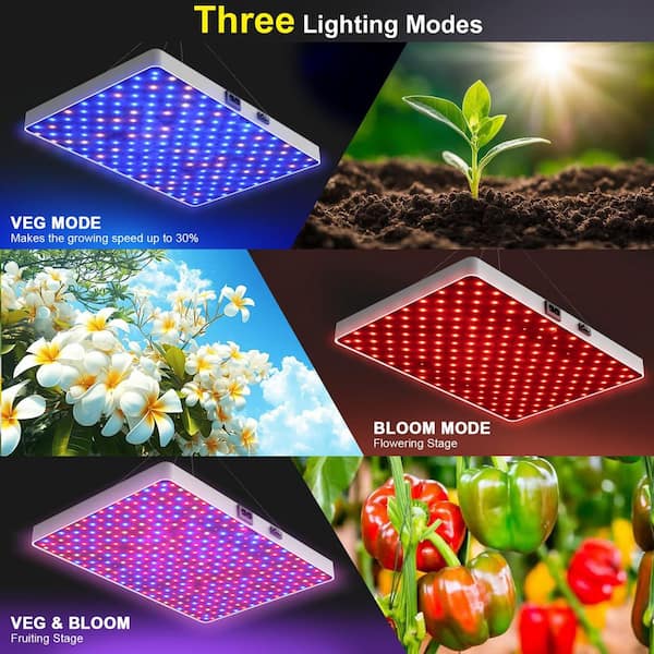 finger lime plant Red Finger Lime DPI-50-36 Trees for Sale