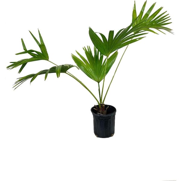 Chinese Fan Palm-Live Plant in a 4 Inch Growers Pot-Livistona Chinensis-Rare Ornamental Palms of Florida