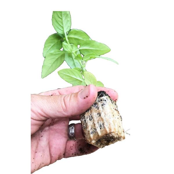 Garden Hydroponic Plant Flower Seed Starter Grow Plug 50 Pack Starting Plugs New 