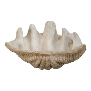 Natural Medium Clam Shell Accent