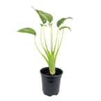 Alocasia Tiny Dancers - Live Plant in a 4 in. Pot - Alocasia 'Tiny Dancer' - Florist Quality Air Purifying Indoor Plant