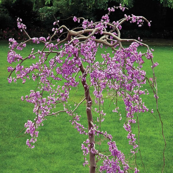 7 Gal. Kousa Flowering Dogwood Fruit Plant