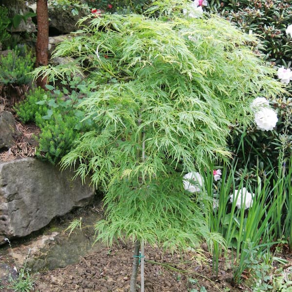 Spring Hill Nurseries 150 Gal Pot Lemon Lime Laceleaf Japanese Maple Ornamental Starter Tree 