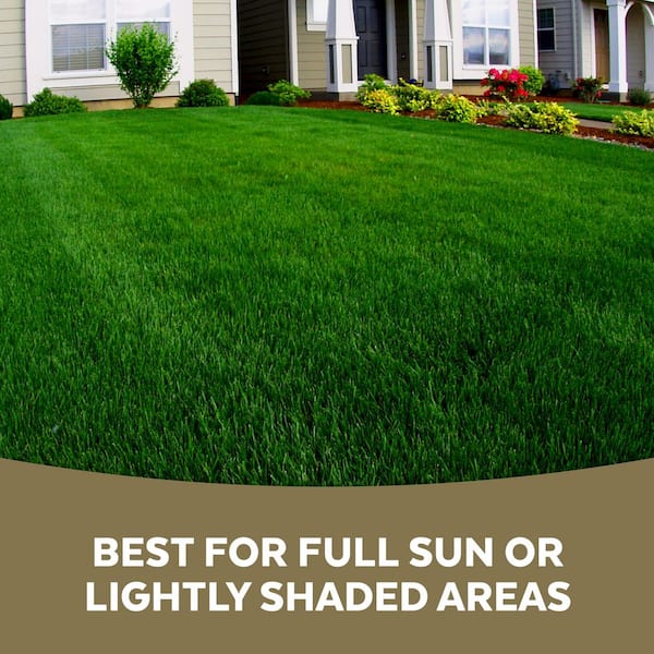 Mountain View Seeds Stadium Mix 3 lbs. Grass Seed 112020 - The