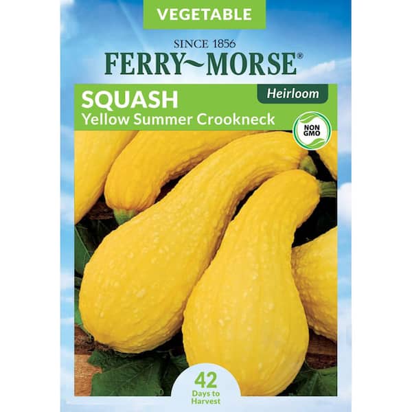 Ferry-Morse Squash Yellow Summer Crookneck Heirloom Fruit Seed