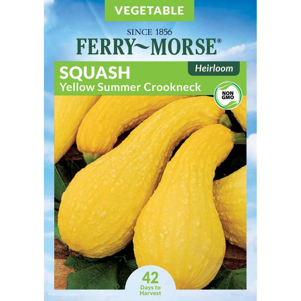 Squash Seeds 250 Yellow Crookneck Summer Squash Seeds Vegetable Seed 