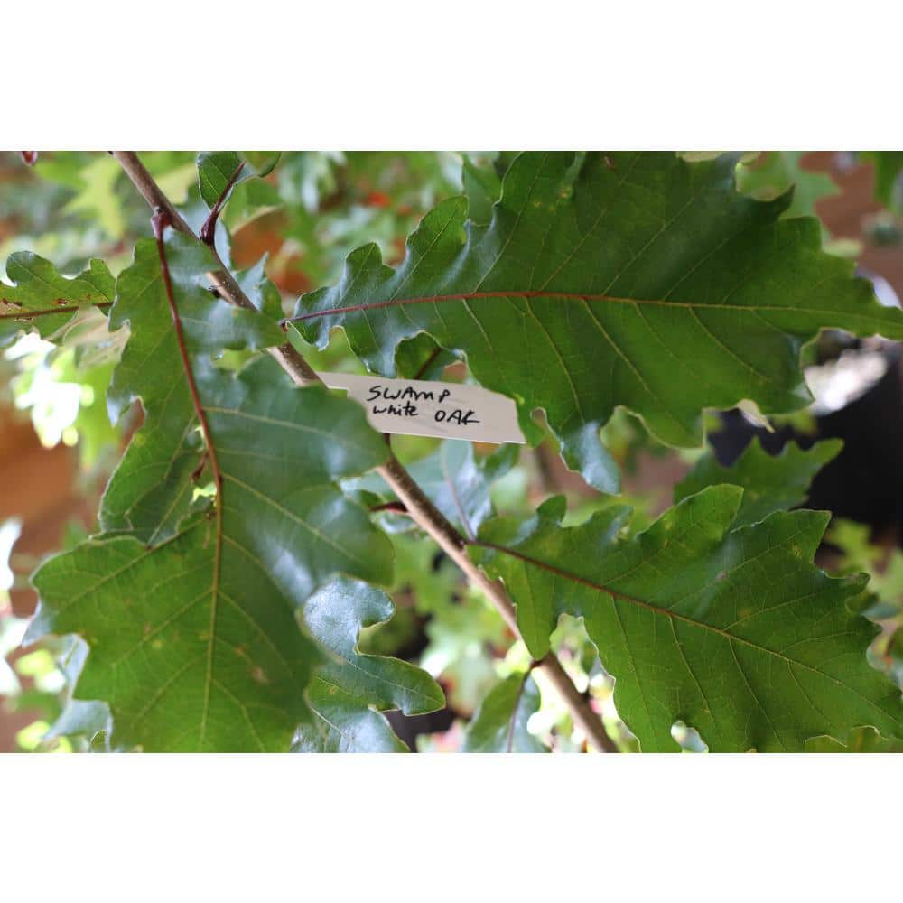 2.25 Gallon Swamp White Oak Tree with Dark Green Leaves