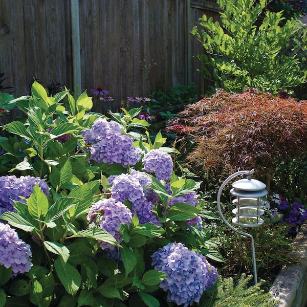 VAN ZYVERDEN 4 in. Hydrangea Nikko Blue Potted Rocketliners Shrub (Set of 3 Plants)